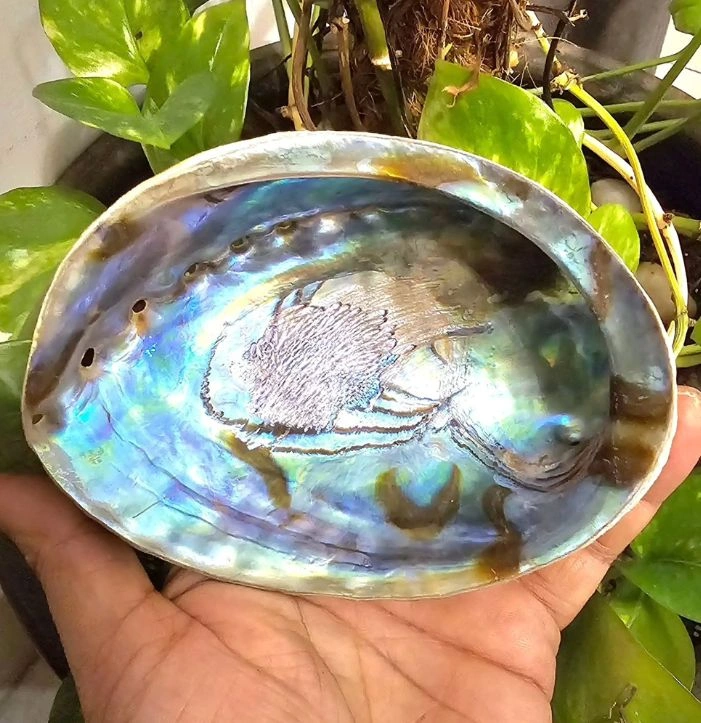 Abalone Shell Stone